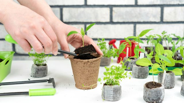 После пикировки рассада переживает сильный стресс и временно замирает в росте. В этот период особенно важно поддержать корневую систему: стимуляция образования новых корней помогает растениям быстрее восстановиться и начать активное развитие.