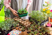 Как помочь рассаде набраться сил и получить крепкие растения?