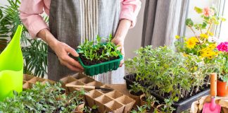 Как помочь рассаде набраться сил и получить крепкие растения?