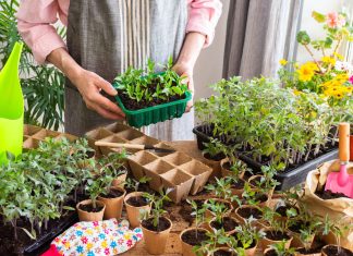 Как помочь рассаде набраться сил и получить крепкие растения?