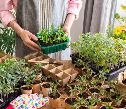 Как помочь рассаде набраться сил и получить крепкие растения?