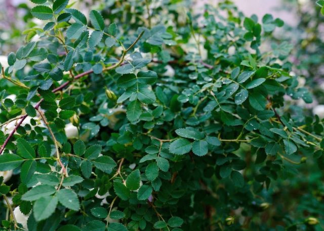 Роза, которая годами цвела стабильно, но внезапно начала наращивать только листву, чаще всего страдает от нехватки солнца. Даже лёгкая тень способна перевести куст в режим выживания, где ресурса на бутоны просто не остаётся.