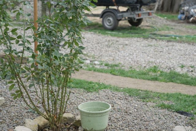 Если розу регулярно перекармливают азотом, она начинает активно наращивать листья и длинные мягкие побеги, но почти не закладывает бутоны. В тяжёлых случаях избыток солей в почве угнетает корни, и куст пересаживают в свежий субстрат, чтобы восстановить баланс питания.