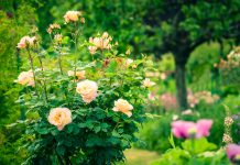 Пора ли пересаживать розу? Проверьте свои кусты