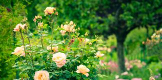 Пора ли пересаживать розу? Проверьте свои кусты Пора ли пересаживать розу? Проверьте свои кусты