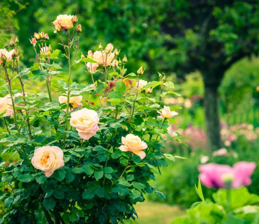 Пора ли пересаживать розу? Проверьте свои кусты