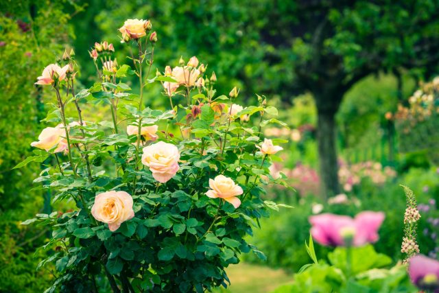 Пора ли пересаживать розу? Проверьте свои кусты