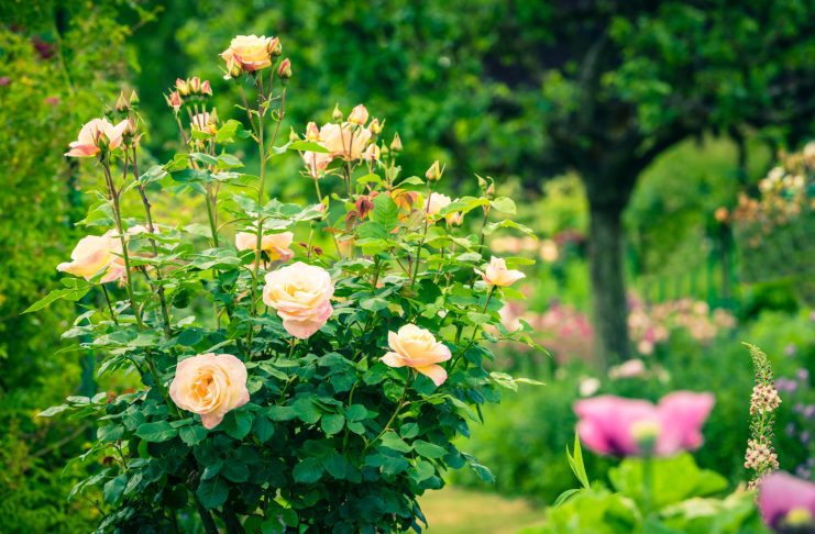 Пора ли пересаживать розу? Проверьте свои кусты