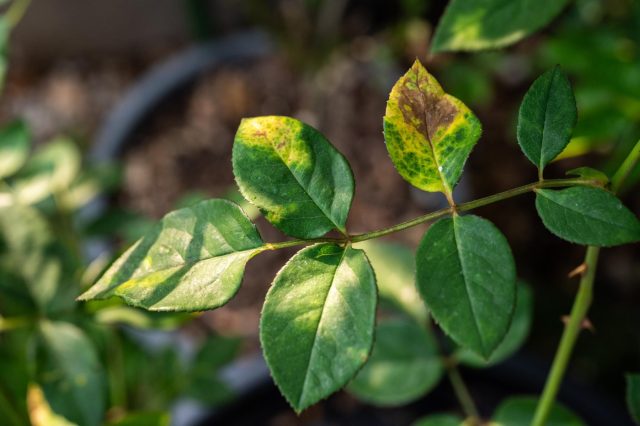 Желтеющие листья, подсыхающие бутоны и вялость побегов часто сигнализируют о проблемах с корнями. Причиной может быть как пересыхание почвы, так и застой воды, лишающий корневую систему кислорода.