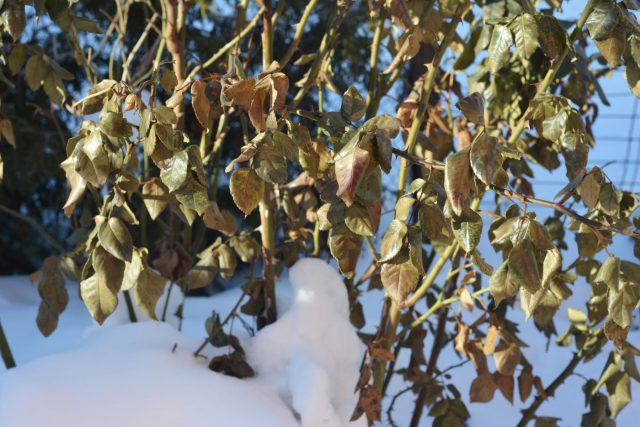 Яркое мартовское солнце и ледяной ветер — главные причины зимнего истощения. На фото видно, как побеги теряют влагу, пока корни еще спят в мерзлой земле. Если такая картина повторяется ежегодно, куст страдает от хронического дефицита сил. Пора задуматься о смене локации на более защищенную.