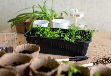 Как посеять культуры с мелкими семенами без ошибок?