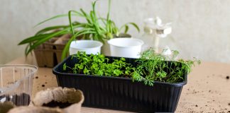 Как посеять культуры с мелкими семенами без ошибок?