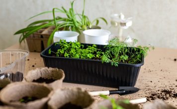 Как посеять культуры с мелкими семенами без ошибок?