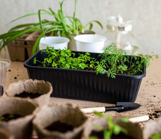 Как посеять культуры с мелкими семенами без ошибок?