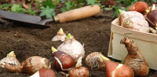 Как спасти забытые луковичные и правильно посадить их весной Как спасти забытые луковичные и правильно посадить их весной