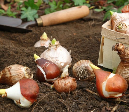 Как спасти забытые луковичные и правильно посадить их весной