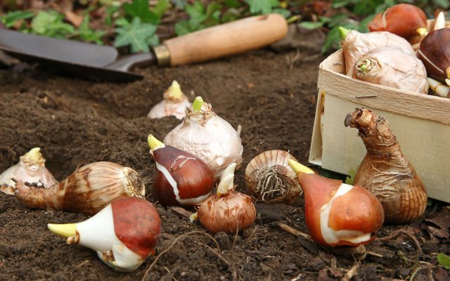 Как спасти забытые луковичные и правильно посадить их весной