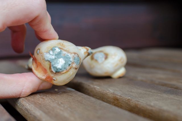 Перед посадкой внимательно осмотрите каждую луковицу: плотная и тяжелая — живая. Мягкие участки, пятна, налёт или плесень под чешуями — сигнал гнили. Такие экземпляры лучше сразу удалить, чтобы не заразить весь субстрат.