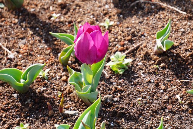 Пример успешного цветения «запоздалого» тюльпана. Обратите внимание: растение невысокое, что нормально для весенней посадки. Однако старайтесь не сажать луковицу слишком близко к поверхности, чтобы избежать пересыхания корней