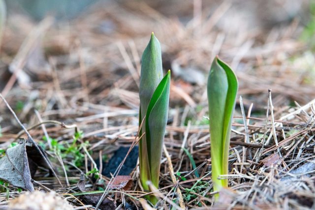 Стадия "носиков" — критически важный момент. Именно сейчас нужно провести первую подкормку и аккуратно взрыхлить почву вокруг ростков, чтобы обеспечить корни кислородом»
