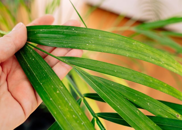 Весенняя проверка растений с лупой — обязательный этап после зимы. Осмотрите точки роста, обратную сторону листьев и прикорневую зону: именно там прячутся клещи, щитовки и личинки. Ранняя диагностика спасает от масштабного заражения.