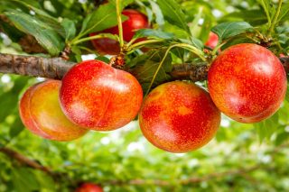 Шарафуга Бэлла Голд (Bella Gold)