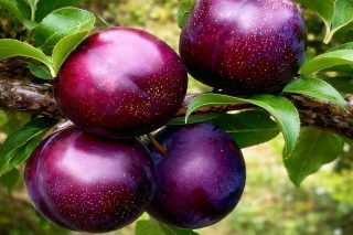 Шарафуга Вельвет Санрайз (Velvet Sunrise)