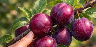 Как я прививала шарафугу — уникальный гибрид сливы, абрикоса и персика