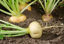 Как я выращивала репу и почему всем её рекомендую? Как я выращивала репу и почему всем её рекомендую?