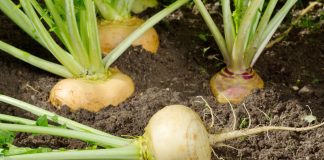 Как я выращивала репу и почему всем её рекомендую?