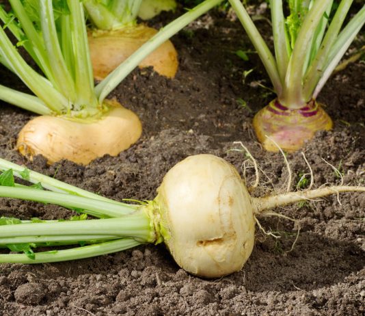 Как я выращивала репу и почему всем её рекомендую? - Сад и огород Как я выращивала репу и почему всем её рекомендую?