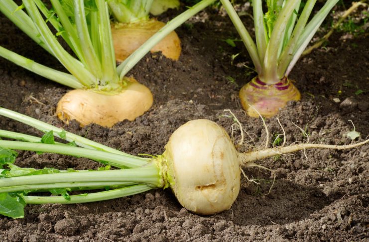 Как я выращивала репу и почему всем её рекомендую? Как я выращивала репу и почему всем её рекомендую?