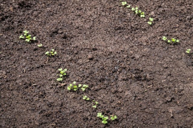 После появления настоящих листьев растения прореживают, оставляя между ними достаточно пространства. Это позволяет сформировать полноценные корнеплоды. После появления настоящих листьев растения прореживают, оставляя между ними достаточно пространства. Это позволяет сформировать полноценные корнеплоды.