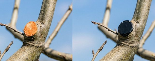 Свежий срез и обработанный спил: после санитарной обрезки важно не оставлять раны открытыми. Зачистка и защита древесины предотвращают потерю влаги и снижают риск заражения грибковыми и бактериальными инфекциями.