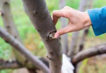 Как залечить деревьями после зимы и не дать вредителям закрепиться в саду?