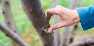 Как залечить деревья после зимы и не дать вредителям закрепиться в саду?