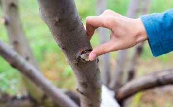 Как залечить деревьями после зимы и не дать вредителям закрепиться в саду?