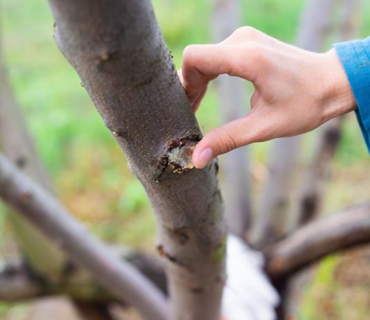 Как залечить деревьями после зимы и не дать вредителям закрепиться в саду?