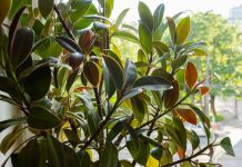 Как заставить фикус эластика ветвиться?