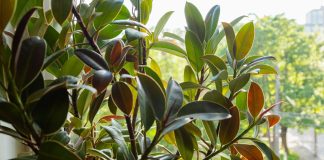 Как заставить фикус эластика ветвиться?