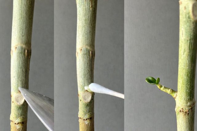 Цитокининовая паста наносится точечно на спящую почку в пазухе листа. Достаточно микроскопической капли размером с булавочную головку — избыток гормона вызывает деформацию побегов и может испортить внешний вид растения.