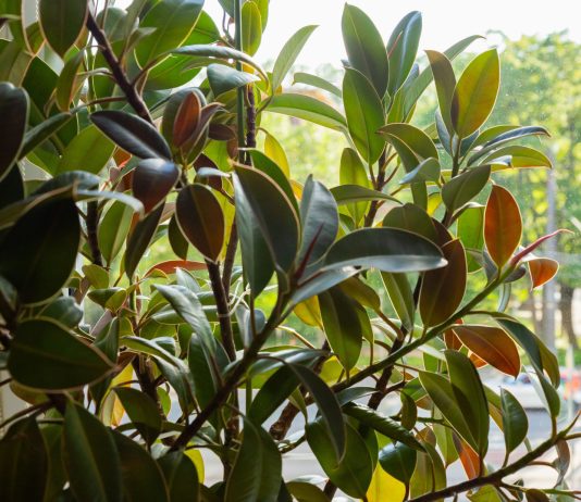 Как заставить фикус эластика ветвиться?