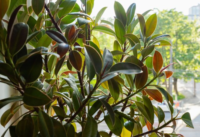 Почему фикус эластика растет «палкой» и как заставить его ветвиться?