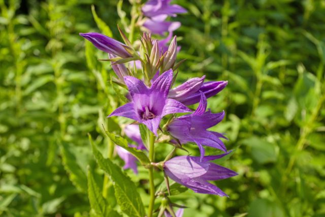 Колокольчики, посеянные в апреле, развиваются неторопливо, но уверенно: из почти пылевидных семян появляются миниатюрные сеянцы, которые со временем превращаются в нежные садовые куртинки.