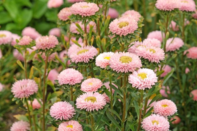 Однолетние астры лучше сеять в самом начале апреля: так они успевают спокойно нарастить крепкую рассаду и зацвести летом, не вытягиваясь от нехватки света и не перерастая в стаканчиках.