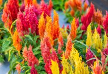 Какие цветы нужно посеять на рассаду в апреле?