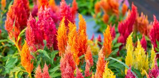 Какие цветы нужно посеять на рассаду в апреле? Какие цветы нужно посеять на рассаду в апреле?