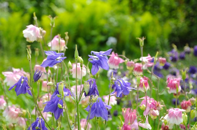 Аквилегия — красивый многолетник для терпеливых: при апрельском посеве ей часто требуется предварительное охлаждение, зато потом из маленьких сеянцев вырастают изящные растения с необычными цветками.