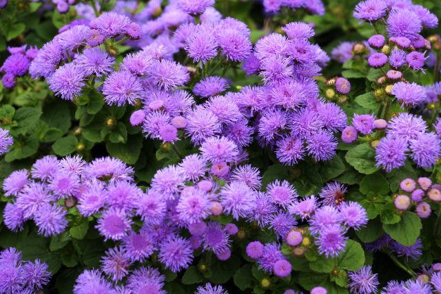 Агератум — компактные пушистые шапки для бордюров: в марте он не перерастает, легко формирует крепкую рассаду и цветёт без перерывов до осени.