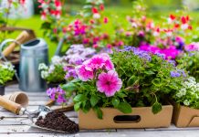 Какие цветы нужно посеять на рассаду в марте?